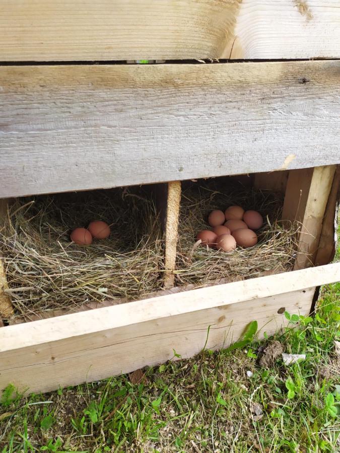 Tourist Farm Strle With Great Local Food Villa Cerknica Bagian luar foto