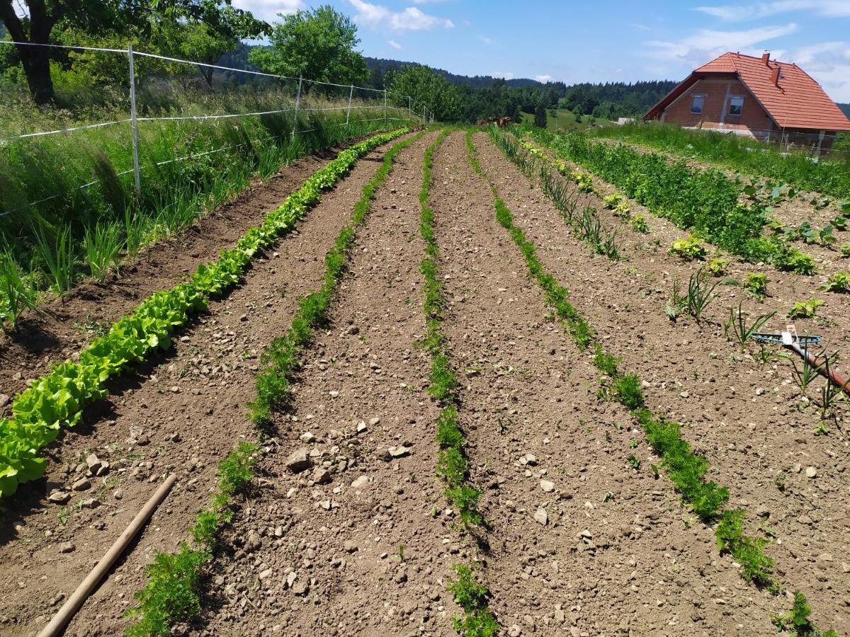 Tourist Farm Strle With Great Local Food Villa Cerknica Bagian luar foto