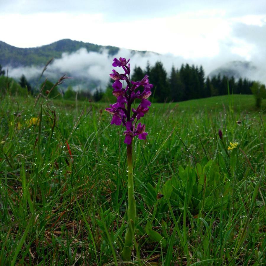 Tourist Farm Strle With Great Local Food Villa Cerknica Bagian luar foto